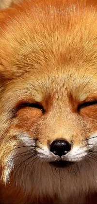 Carnivore Whiskers Red Fox Live Wallpaper