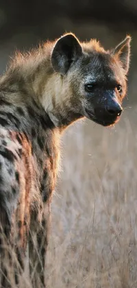 This phone live wallpaper displays a high-quality image featuring a hyena standing in the tall grass
