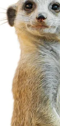 Carnivore Whiskers Terrestrial Animal Live Wallpaper