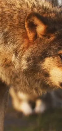 This phone live wallpaper features an ultra-realistic 8k cinematic shot of a wolf with a blurry background