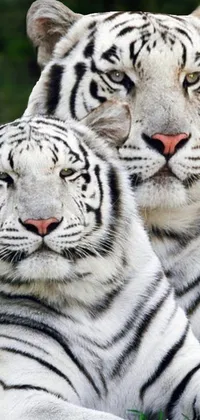Carnivore White Bengal Tiger Live Wallpaper