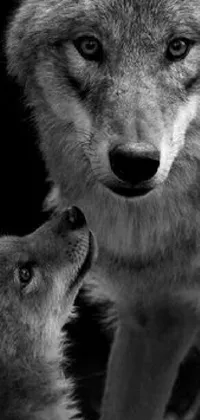 This live phone wallpaper features two close-up images of wolves standing together in a misty forest