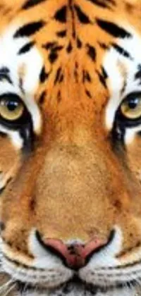 This phone live wallpaper showcases a magnificent image of a tiger's face