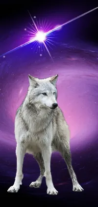 Carnivore Wolf Electric Blue Live Wallpaper