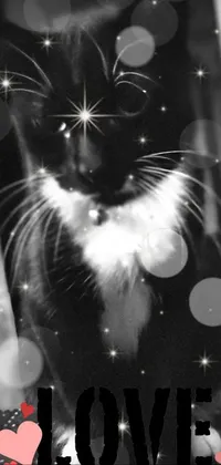 Cat Black Black-and-white Live Wallpaper
