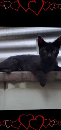 Cat Black Felidae Live Wallpaper