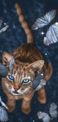 Cat Blue Organism Live Wallpaper