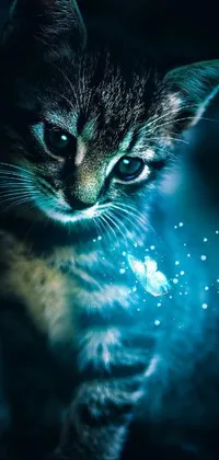 Cat Blue Water Live Wallpaper
