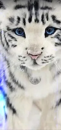 This phone live wallpaper showcases a stunning photorealistic white tiger with piercing blue eyes, curled up amidst the snow