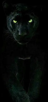 This live wallpaper depicts a close-up of a black cat with a lion-like mane
