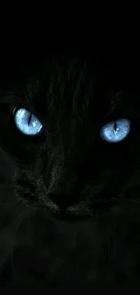 This live phone wallpaper showcases a stunning black cat with mesmerizing blue eyes set against a minimal flickr background