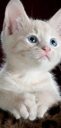 Get this high-resolution live wallpaper for your phone featuring a cute white kitten with captivating blue eyes