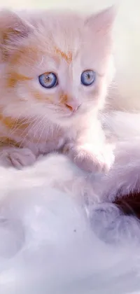 This live wallpaper design showcases a super cute kitten resting gracefully on a soft, fluffy and white blanket against a pretty pastel backdrop