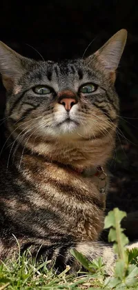 This phone live wallpaper showcases a stunning portrait of a cat in an outdoor setting
