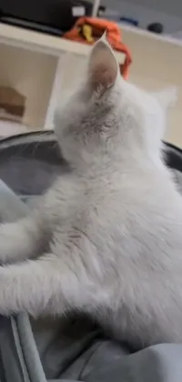 This stunning live wallpaper features a cute white cat perched on top of a suitcase