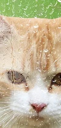 Cat Simple Live Wallpaper