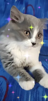 This live wallpaper features a charming gray and white cat reclining on a blue blanket