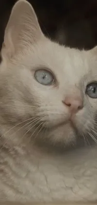 This phone live wallpaper features a photorealistic, 4K close-up of a pure white cat with piercing blue eyes