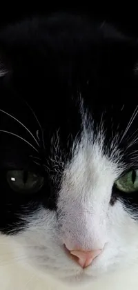 This live phone wallpaper features a 4k close-up shot of a black and white cat with green eyes