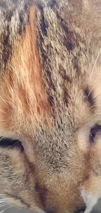 Cat Carnivore Felidae Live Wallpaper