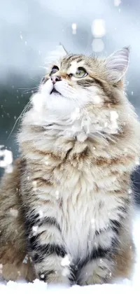 This phone live wallpaper showcases a cute cat sitting in the snow against a snowy outdoor background