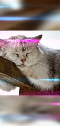 This live wallpaper for your phone features an adorable cat relaxing with closed eyes alongside a  hologram effect that adds a futuristic touch