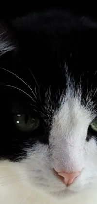 This phone wallpaper showcases a stunning black and white cat with green eyes in awe-inspiring detail