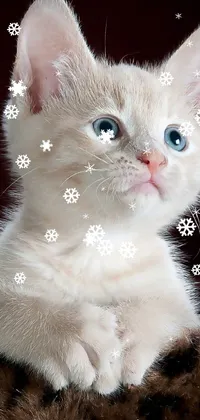 This lively wallpaper for your phone features an endearing white kitten