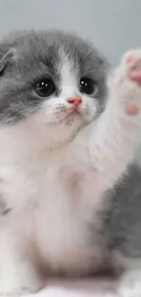 This charming phone live wallpaper features a gray and white kitten perched on a bed in front of a picture