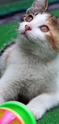 This live wallpaper for your phone depicts a sweet cat playing with a ball on the floor