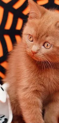 Cat Carnivore Orange Live Wallpaper