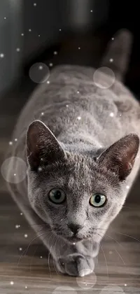 Add a playful and magical touch to your phone with this close-up live wallpaper of a cat on a wooden floor