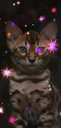 Get mesmerized by this delightful phone live wallpaper that features an endearing margay cat gazing upon a mesmerizing starry galaxy