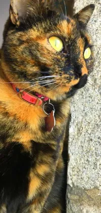 This live wallpaper for your phone showcases an enchanting image of a cat wearing a vivid red collar while leaning against a wall