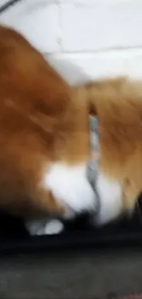 Cat Dog Breed Carnivore Live Wallpaper