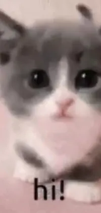 Cat Ear Whiskers Live Wallpaper