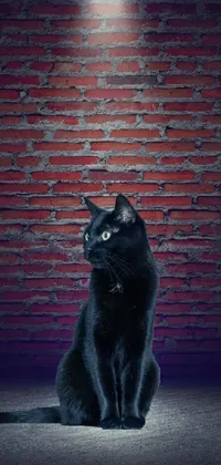 This phone live wallpaper features a realistic image of a black cat sitting in front of a brick wall