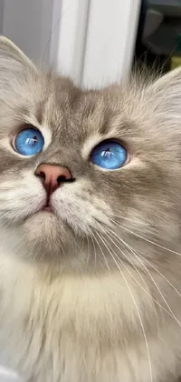This live wallpaper for your phone depicts a gorgeous cat with blue eyes and pastel-colored long hair