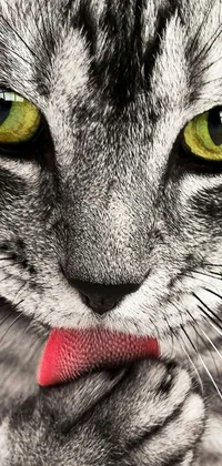 This cat live wallpaper showcases a photorealistic close up of a mischievous feline with green eyes and a tongue licking its nose