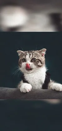 This live wallpaper features a surrealistic image of a gray and white cat with its tongue sticking out