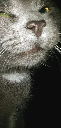 Looking for an intense and striking live wallpaper for your phone? Look no further than this close-up image of a cat's face in the dark