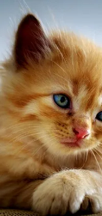 Experience the ultimate cat lover's dream with this live wallpaper featuring a photorealistic close-up portrait of an adorable and fluffy kitten