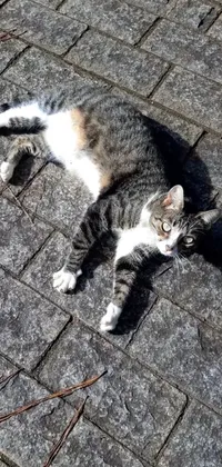 This live phone wallpaper features a cute feline lying on the ground, basking in the sun