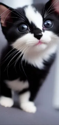 Get the most adorable phone live wallpaper with a black and white cat sitting on top of a couch in a cozy living room