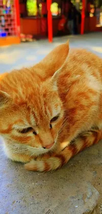 Download Aesthetic Orange Tabby Cat PFP Wallpaper