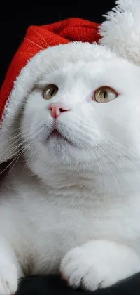 This phone live wallpaper highlights a cute white feline donning a Santa hat, sourced from Shutterstock