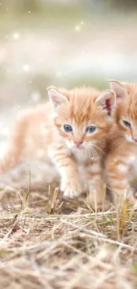 Adorable Cute Cats Wallpaper Background, Cute Kitten Pictures
