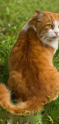 Looking for a charming live wallpaper for your phone? Look no further than this adorable image of an orange and white cat sitting peacefully in the grass