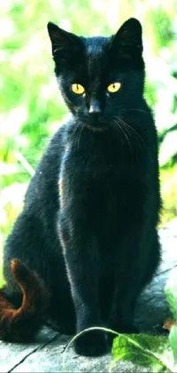 BLACK CAT Live Wallpaper