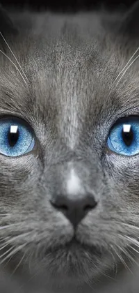 Cat Eye Vertebrate Live Wallpaper